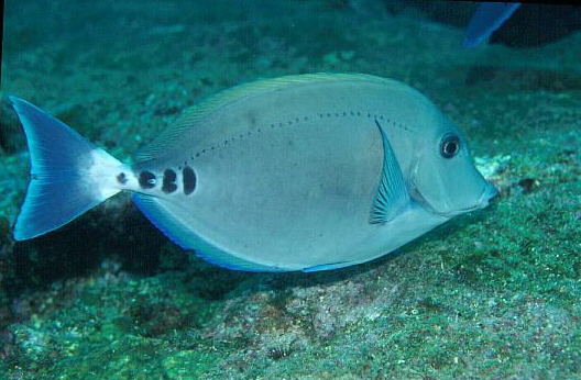 串本の生き物・ニザダイ