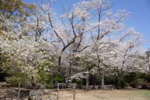 桜の写真