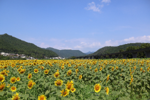 8月30日　ひまわりまつり