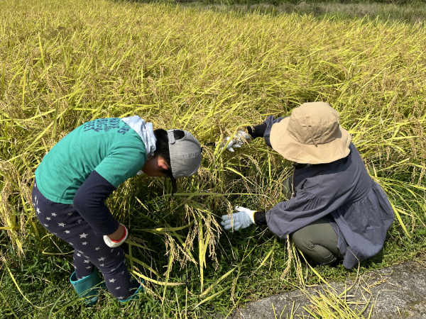 稲刈り体験の様子