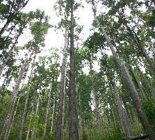 熊野杉の写真