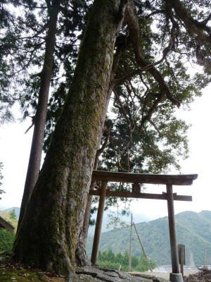 厳島神社の写真