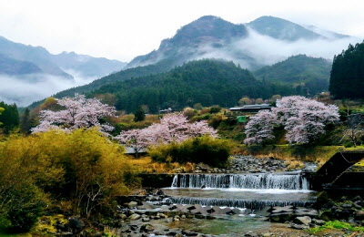 自然の風景とサクラの写真