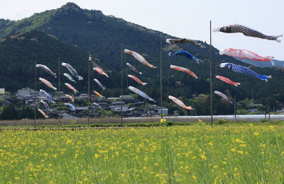 大空に泳ぐの写真