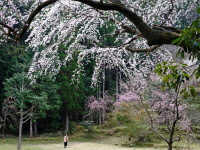 大きく育った相筋の桜の写真