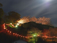 月光の夜桜の写真