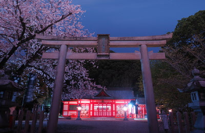 月夜桜の写真