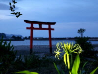 新宮市の花の写真