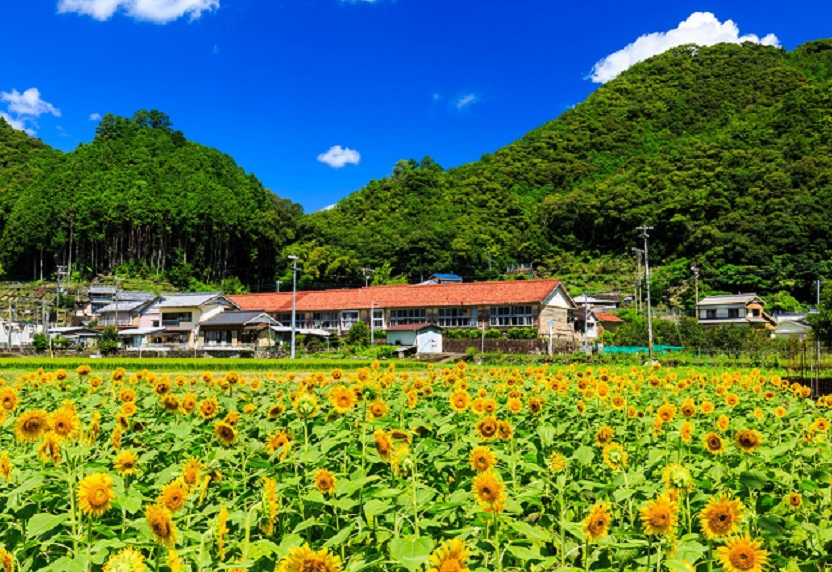 夏の画像