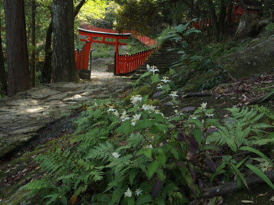 ホトトギスが咲く神倉山の写真