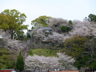 城跡の春の写真