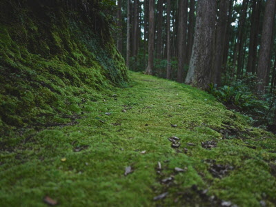 苔の小径の写真