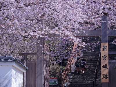 満開の石段を登っての写真