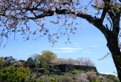 桜の額縁の写真