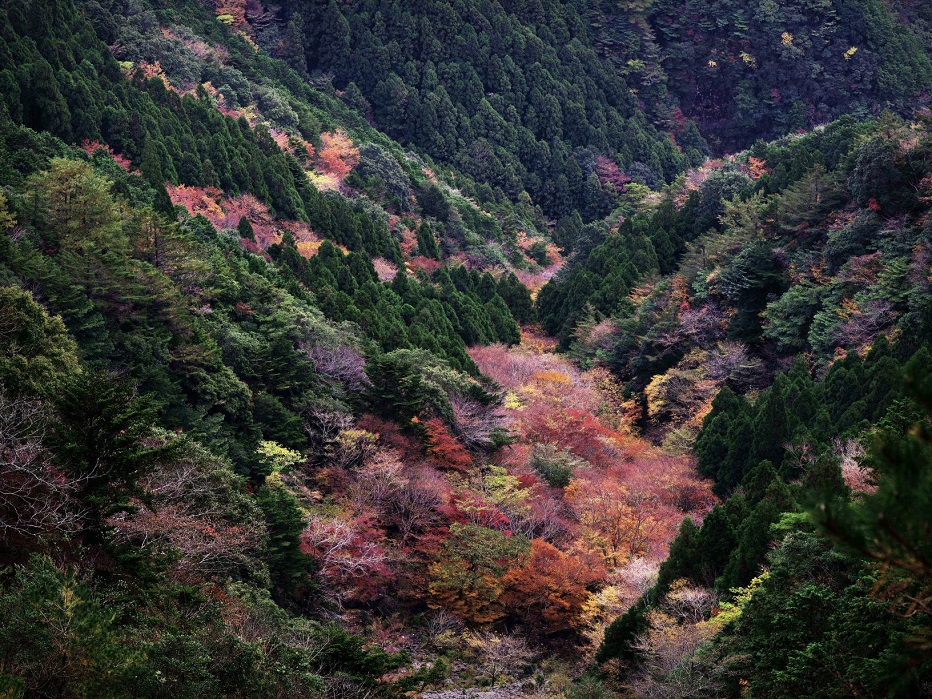 田長谷林道より望むの画像